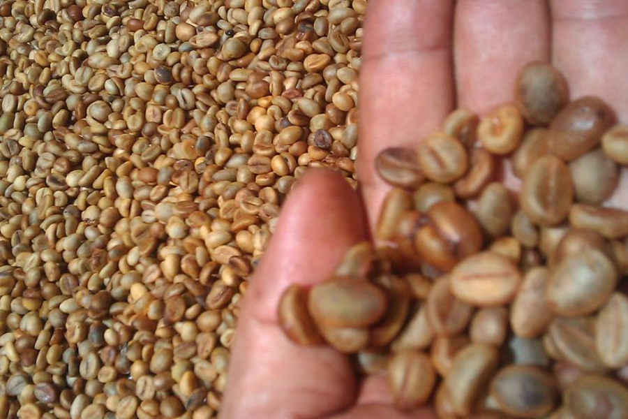 Artificial Weasel Coffee