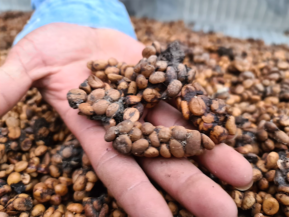 This is Natural Weasel Coffee