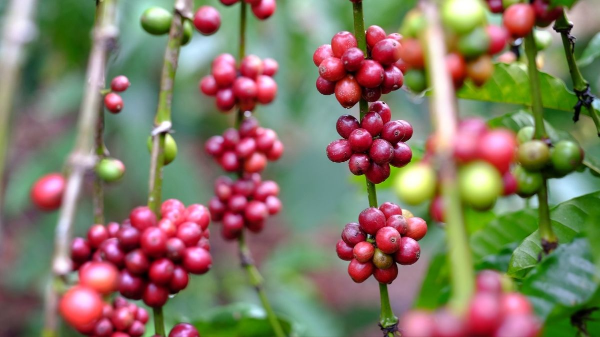 Origin of Robusta coffee