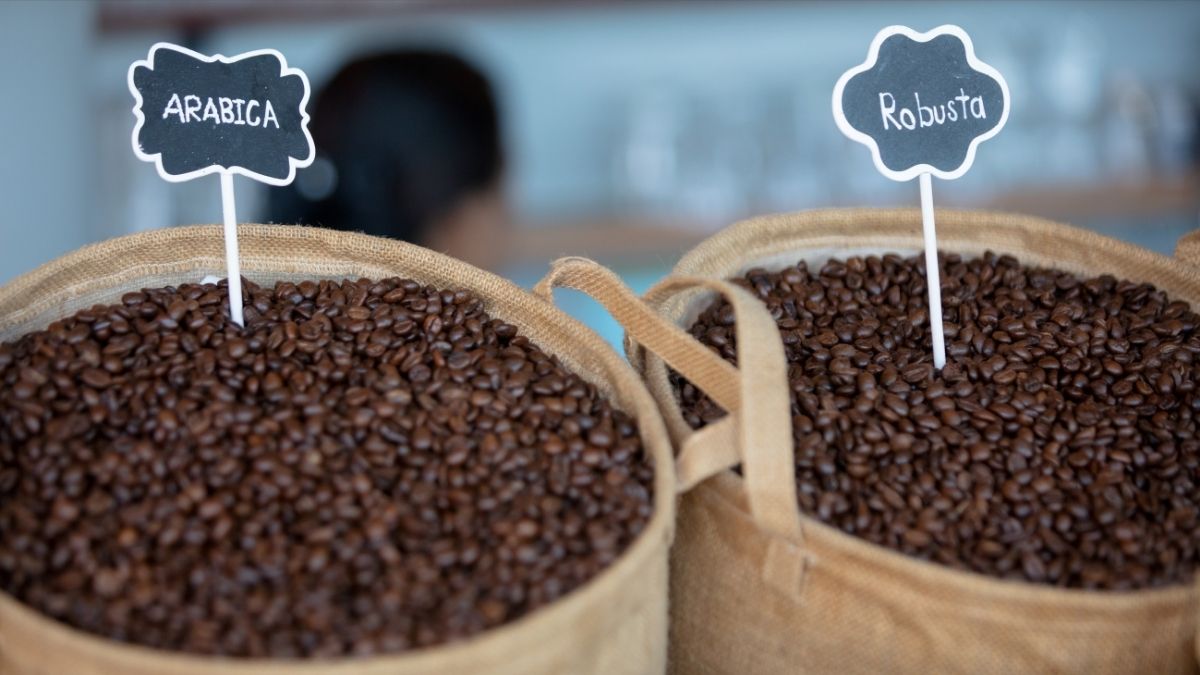 Origin of Robusta coffee (2)