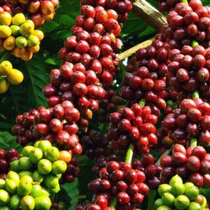 Premium Quality Coffee