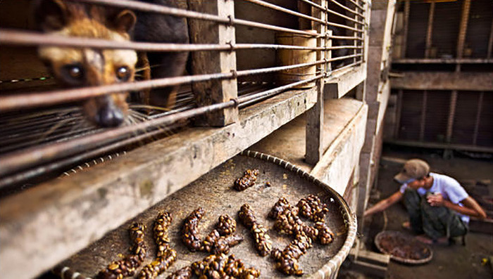 The capture of civets is ethically controversial.