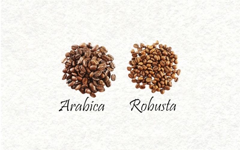 What is Arabica and Robusta coffee?
