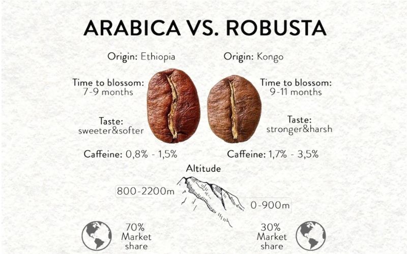 Differences between Arabica vs Robusta beans