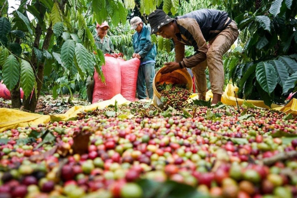 robusta coffee growing in vietnam
