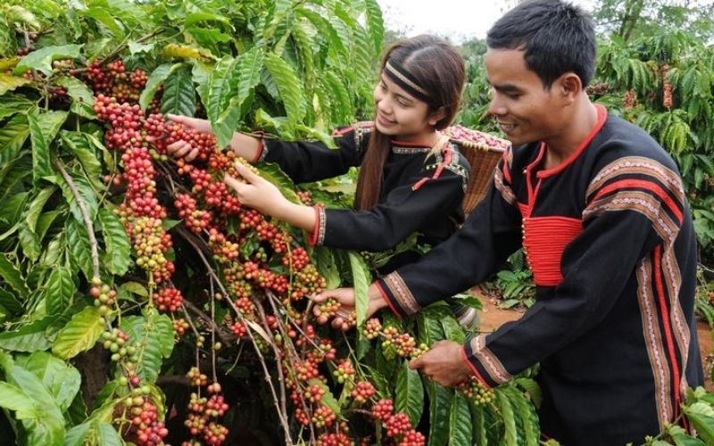 Coffee growing area in Dak Lak, Vietnam