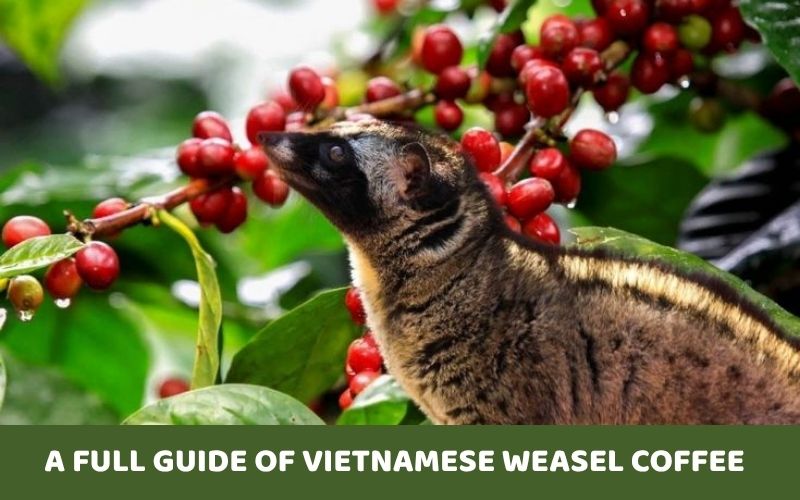 vietnamese-coffee-weasel
