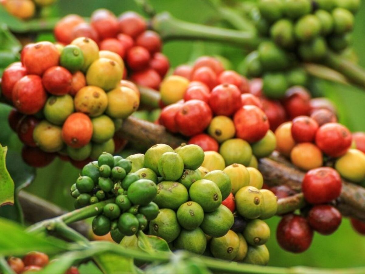 What is Robusta Coffee? Origin, Characteristics & Identification