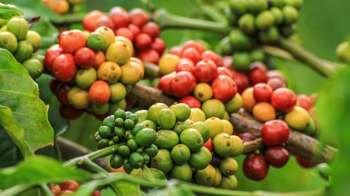 what is robusta coffee