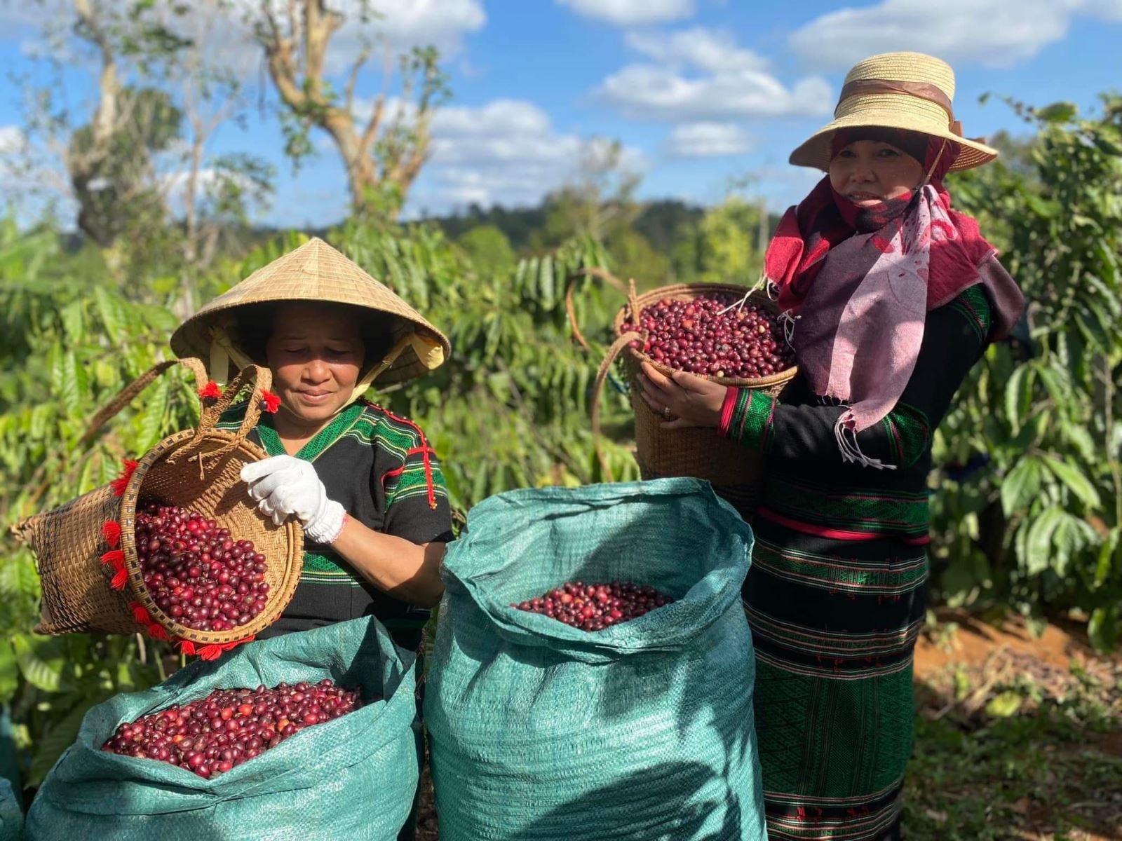 why vietnam's robusta is the best
