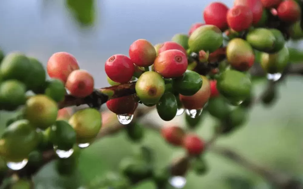 Arabica Typica
