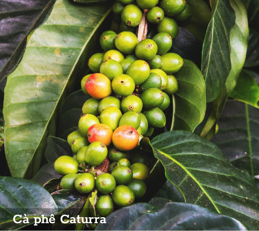 Caturra Arabica Variety