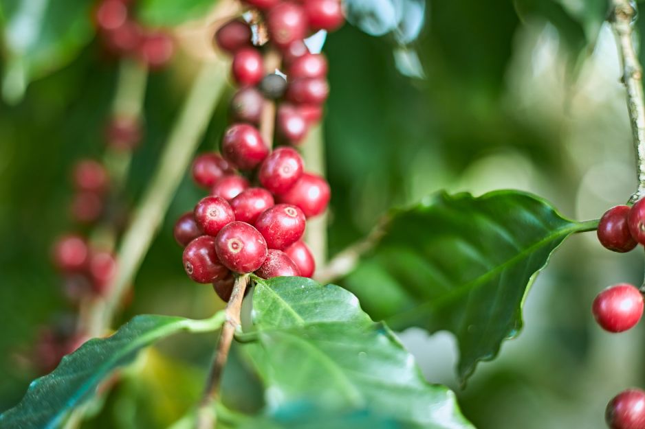 Coffea arabica L.