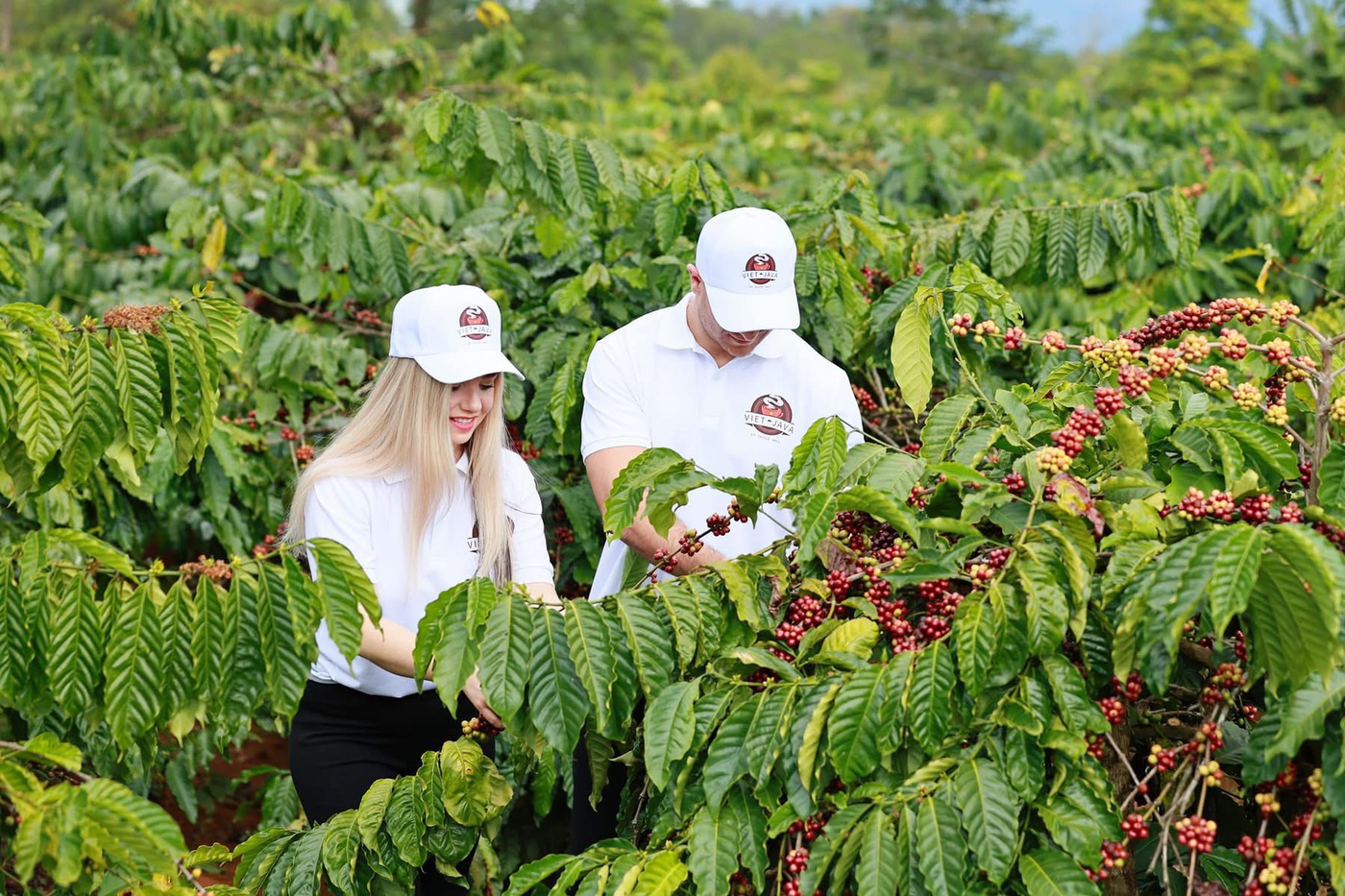 How to Source Wholesale Vietnamese Coffee