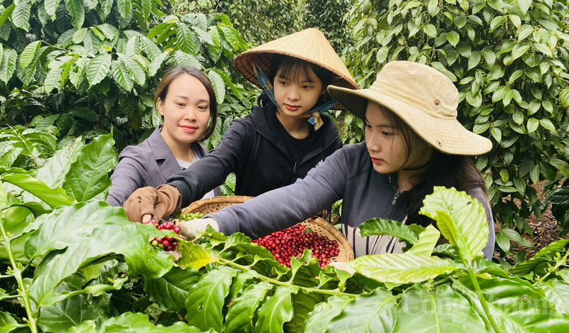Is Vietnamese coffee sustainable