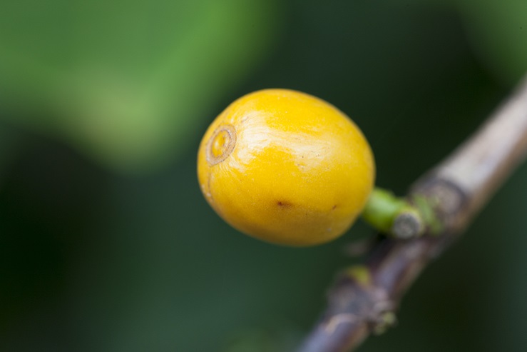 Timor-Hybrid