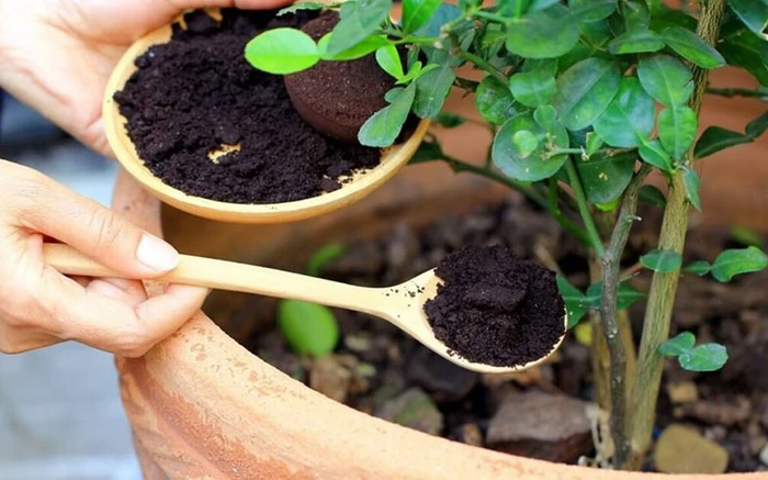 Using coffee grounds can help plants recover