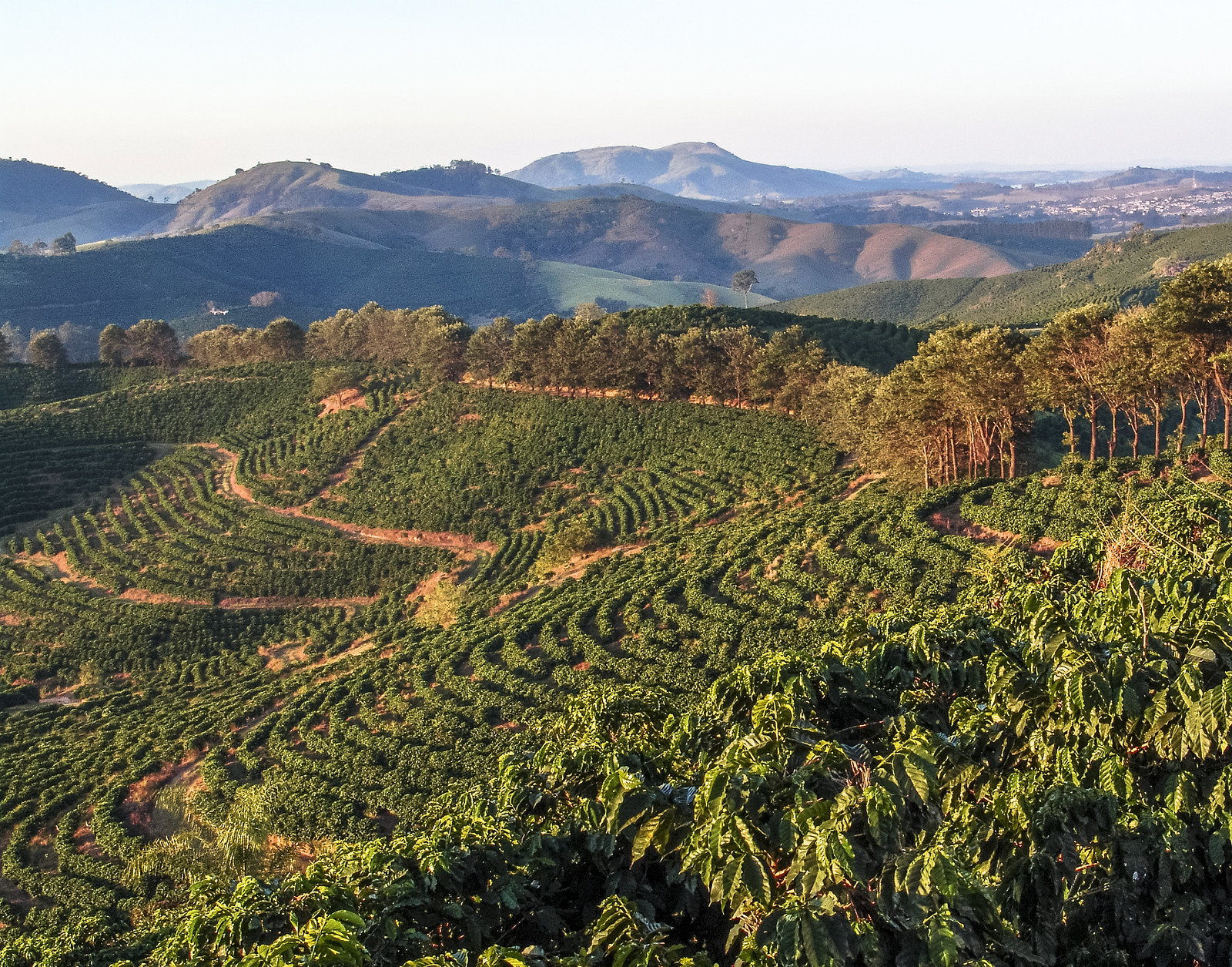 Vietnam coffee growing region