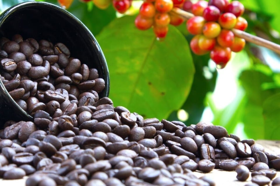 Vietnamese Robusta coffee