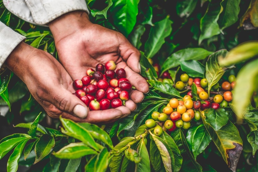 Why Vietnamese coffee tastes so authentic