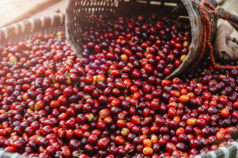 Arabica coffee is usually more expensive than Robusta.