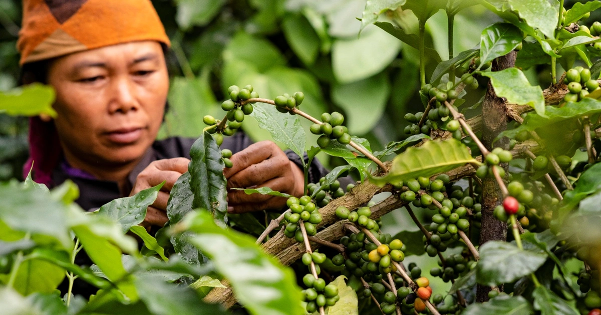 arabica growing regions in vietnam