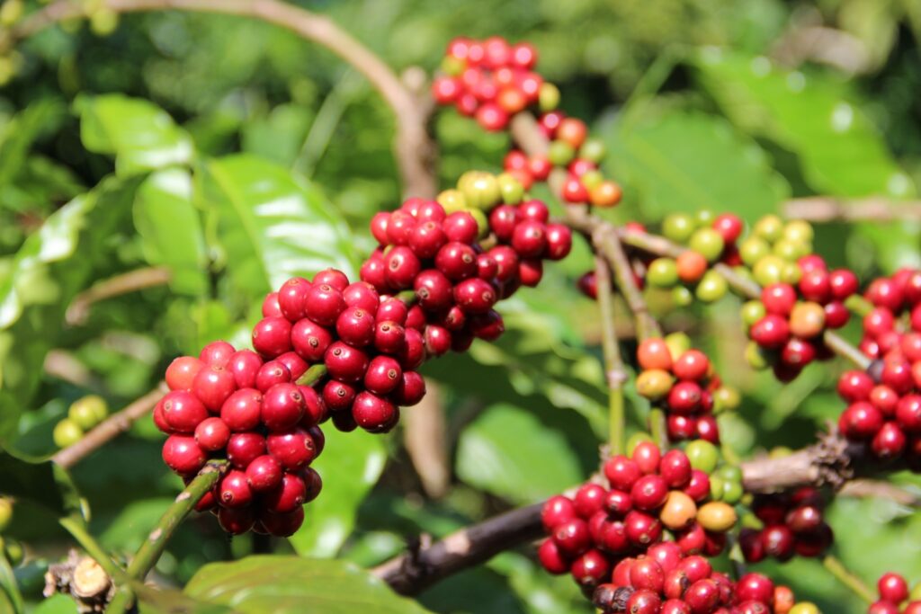 best Vietnamese coffee beans