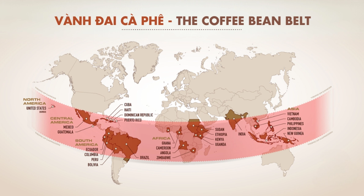 coffee bean growing belt