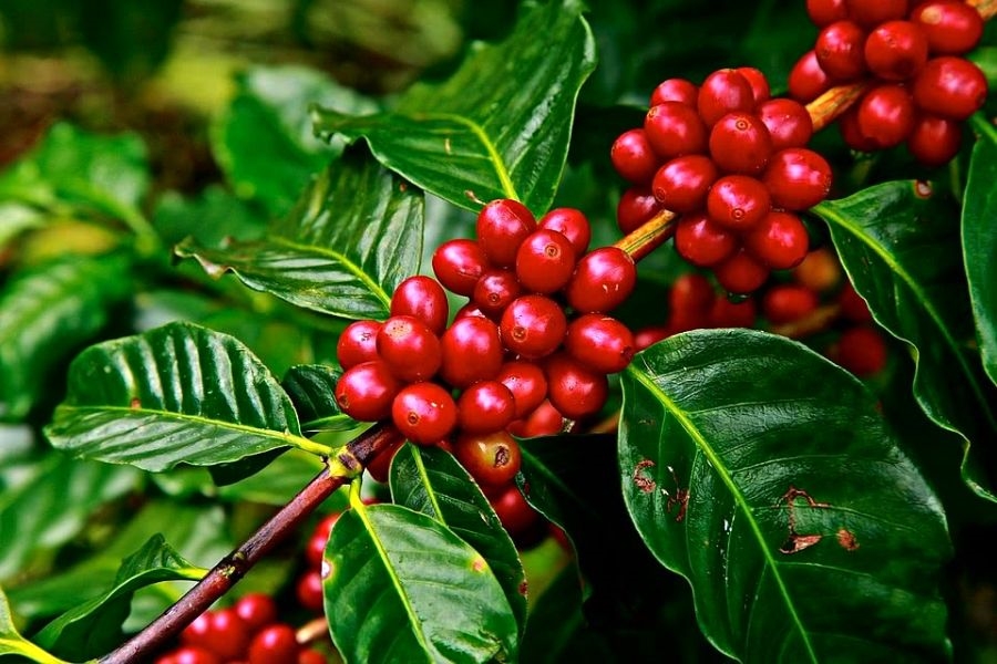 coffee culi