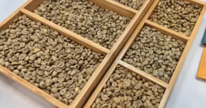 Preparing Robusta coffee samples