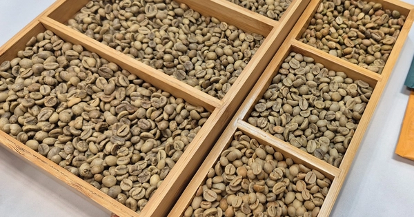 Preparing Robusta coffee samples