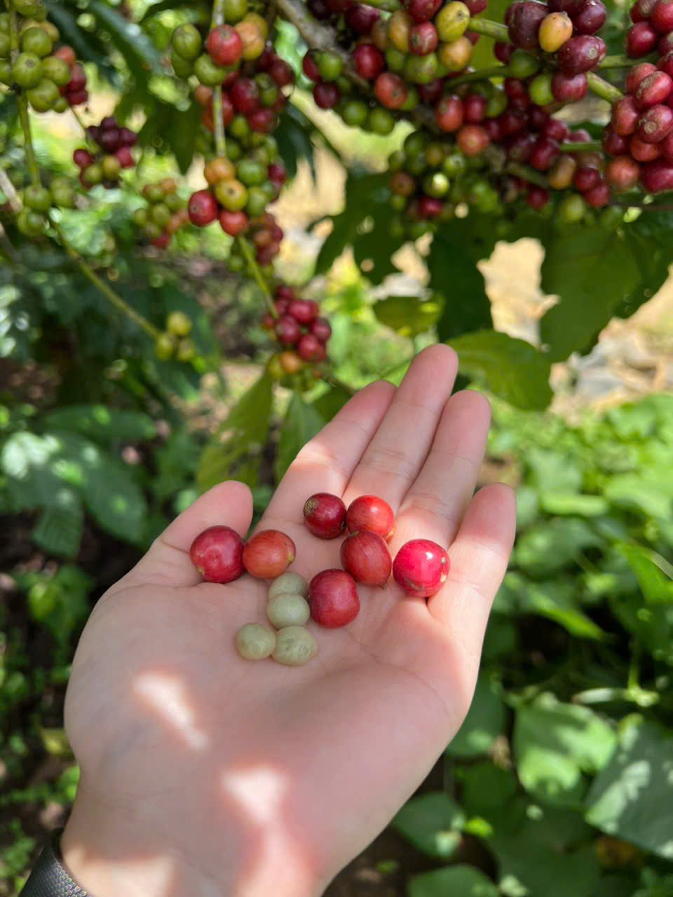 our coffee farm