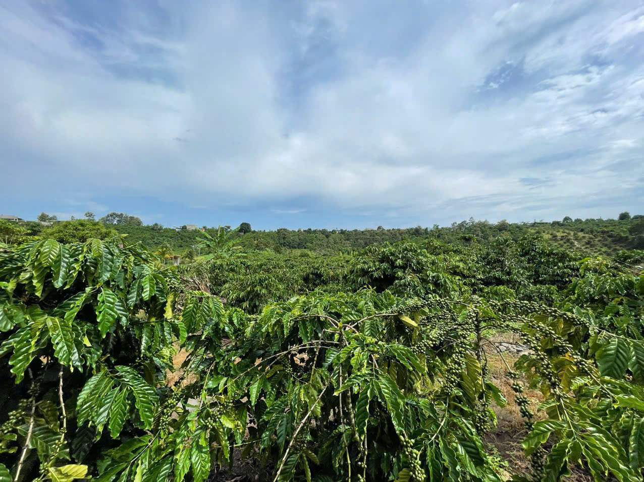 Hello 5 Coffee's coffee farm in Buon Me Thuot, Dak Lak