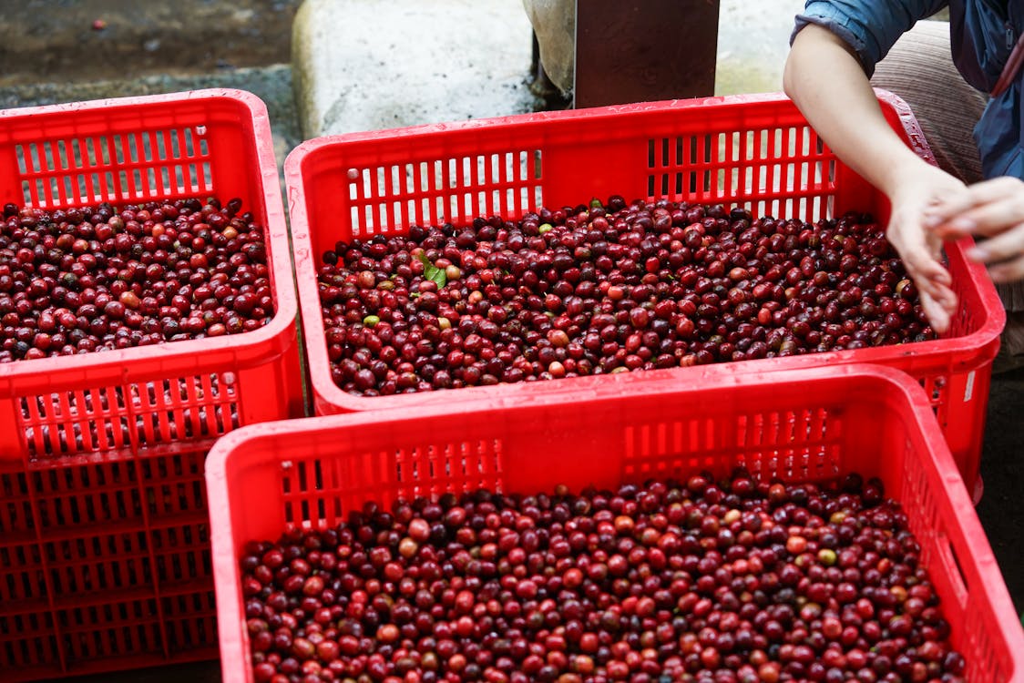 We hand select coffee beans.