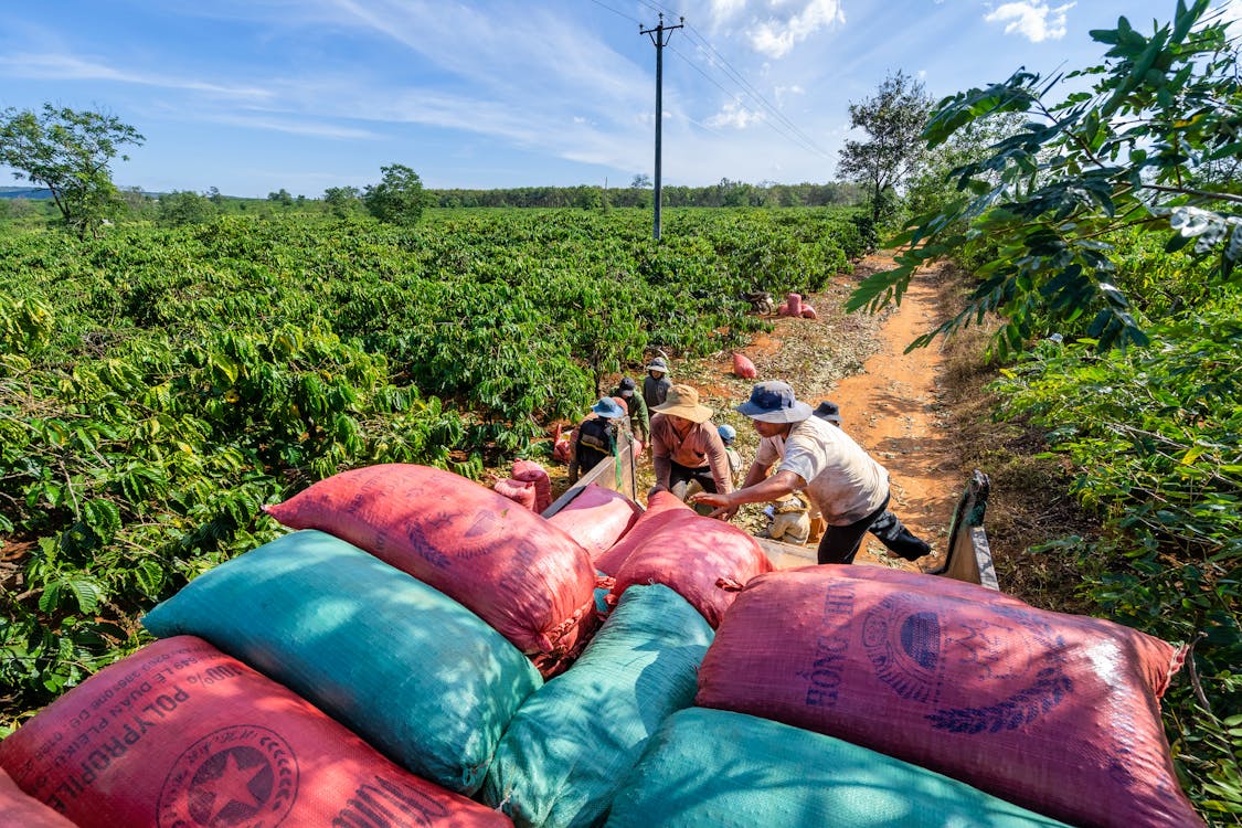 Hello 5 Coffee partners with farmers to ensure annual supply and ensure farmers' livelihoods.