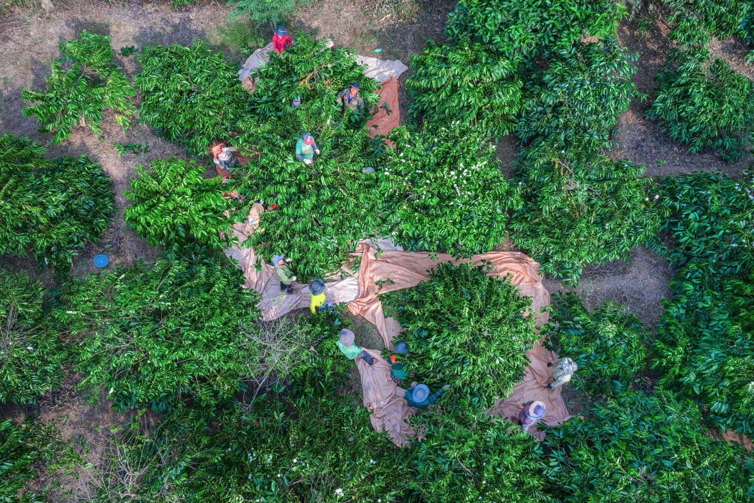 Hello 5 Coffee's coffee farm in Cau Dat, Da Lat, Lam Dong.