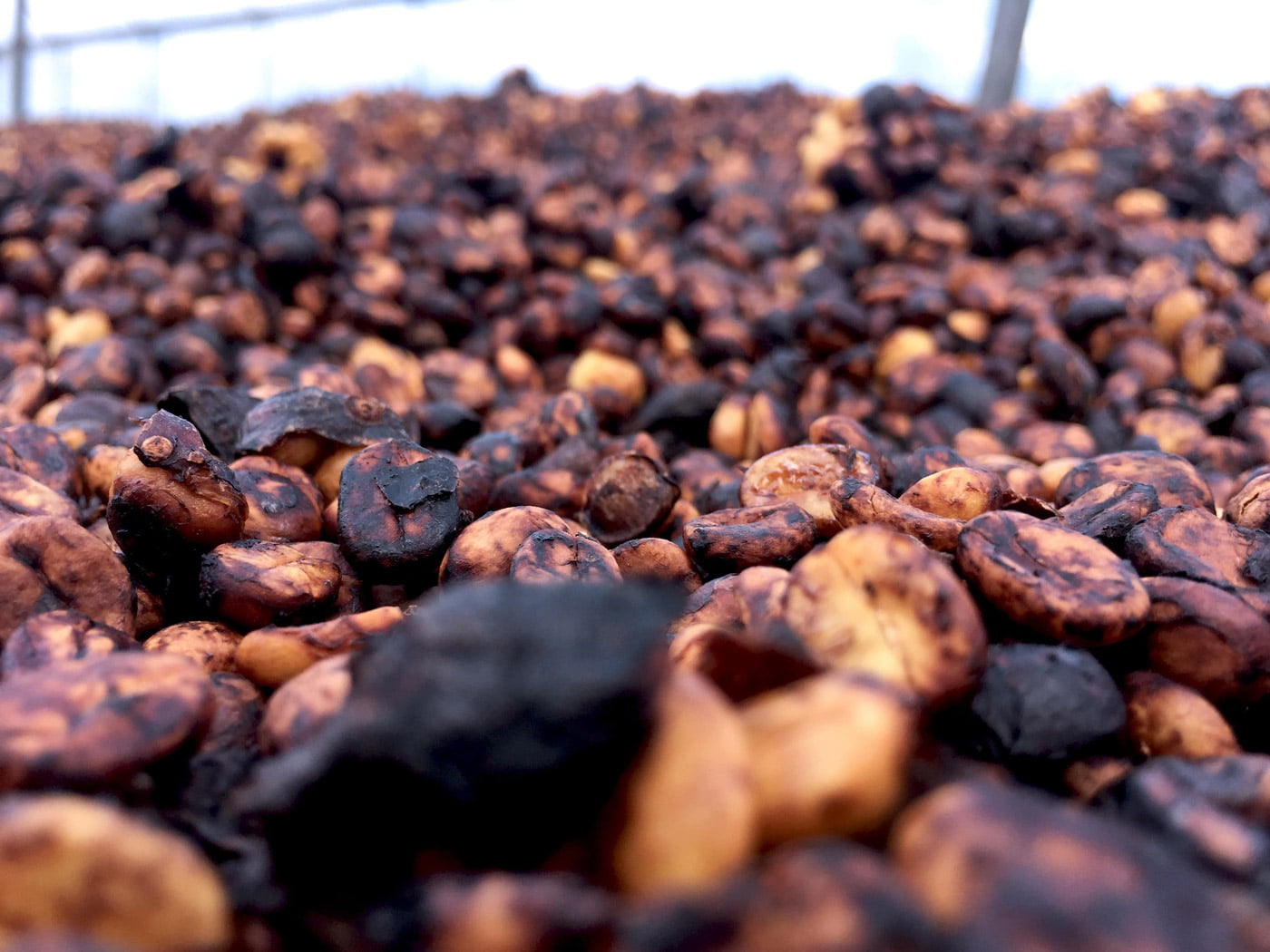 robusta black honey