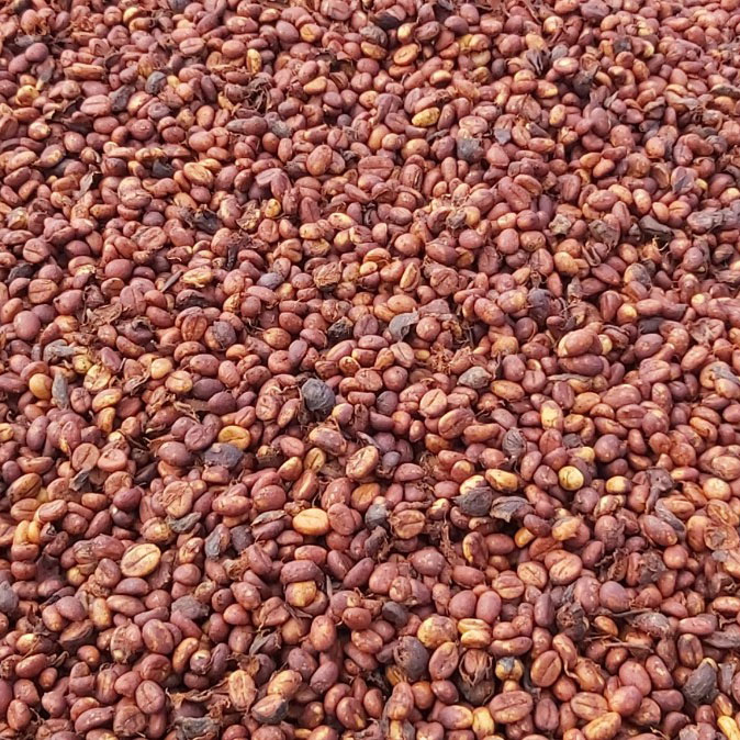 robusta red honey