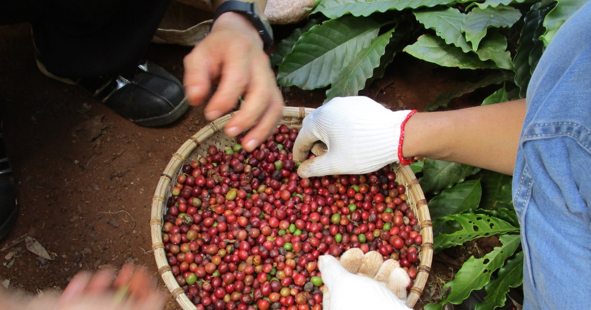 selecting ripe fruits
