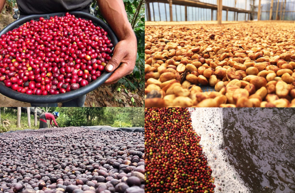 specialty-coffee-vietnam