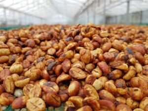 sun-drying robusta honey