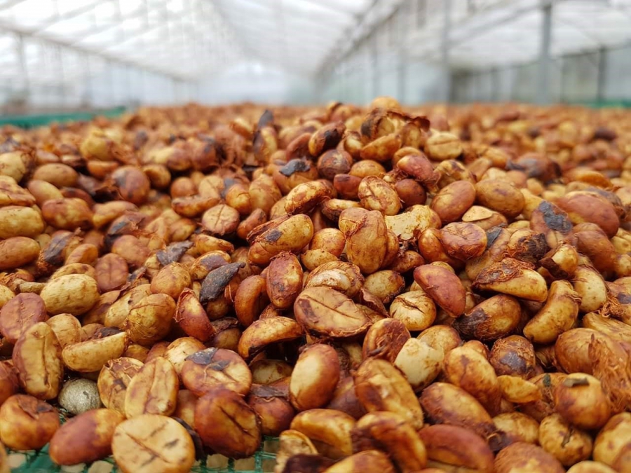 sun-drying robusta honey