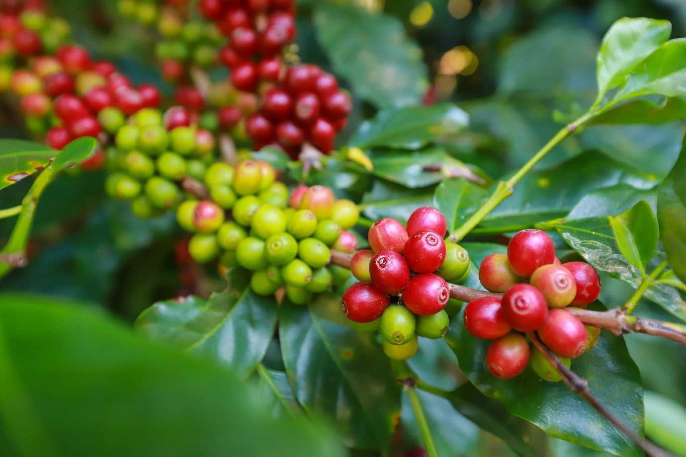 vietnam coffee bean price 