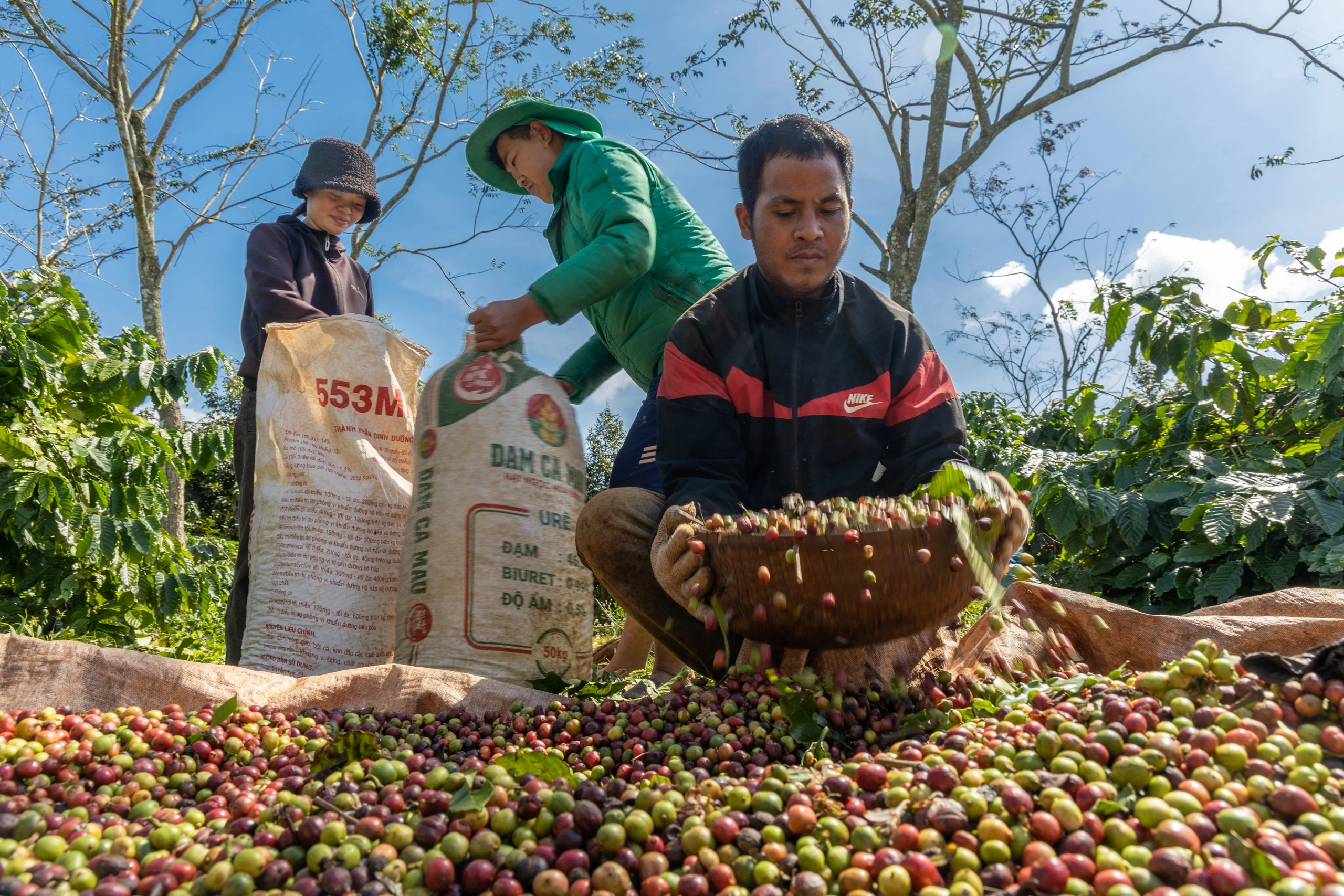 vietnam coffee bean price 