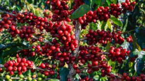 vietnam coffee bean price 5