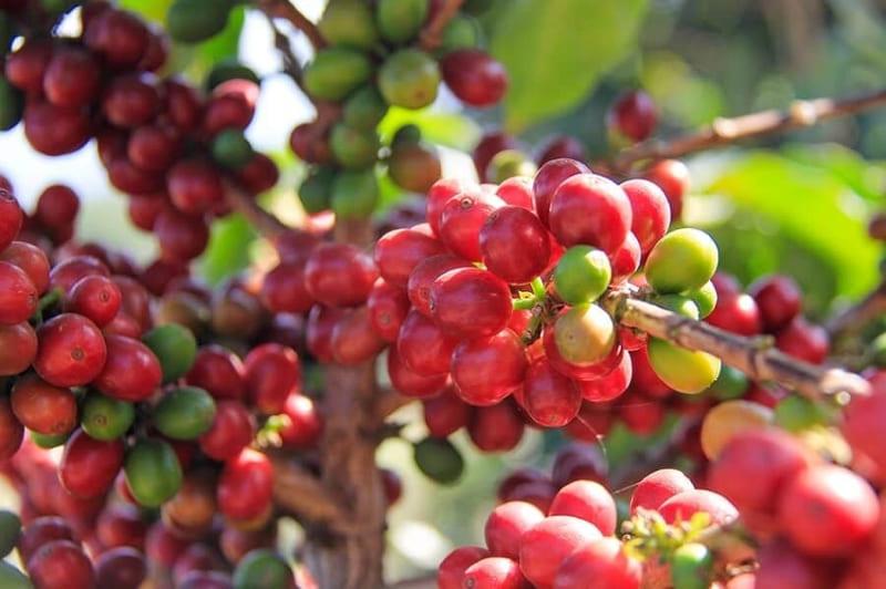 vietnam coffee bean price 
