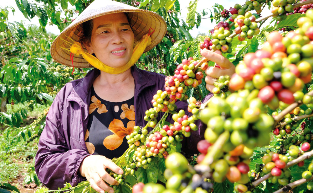 vietnam coffee beans