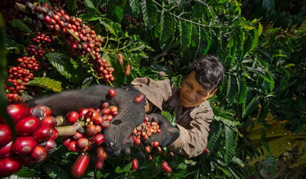vietnam coffee bean price 