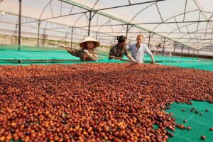 How to recognize truly quality Vietnamese coffee