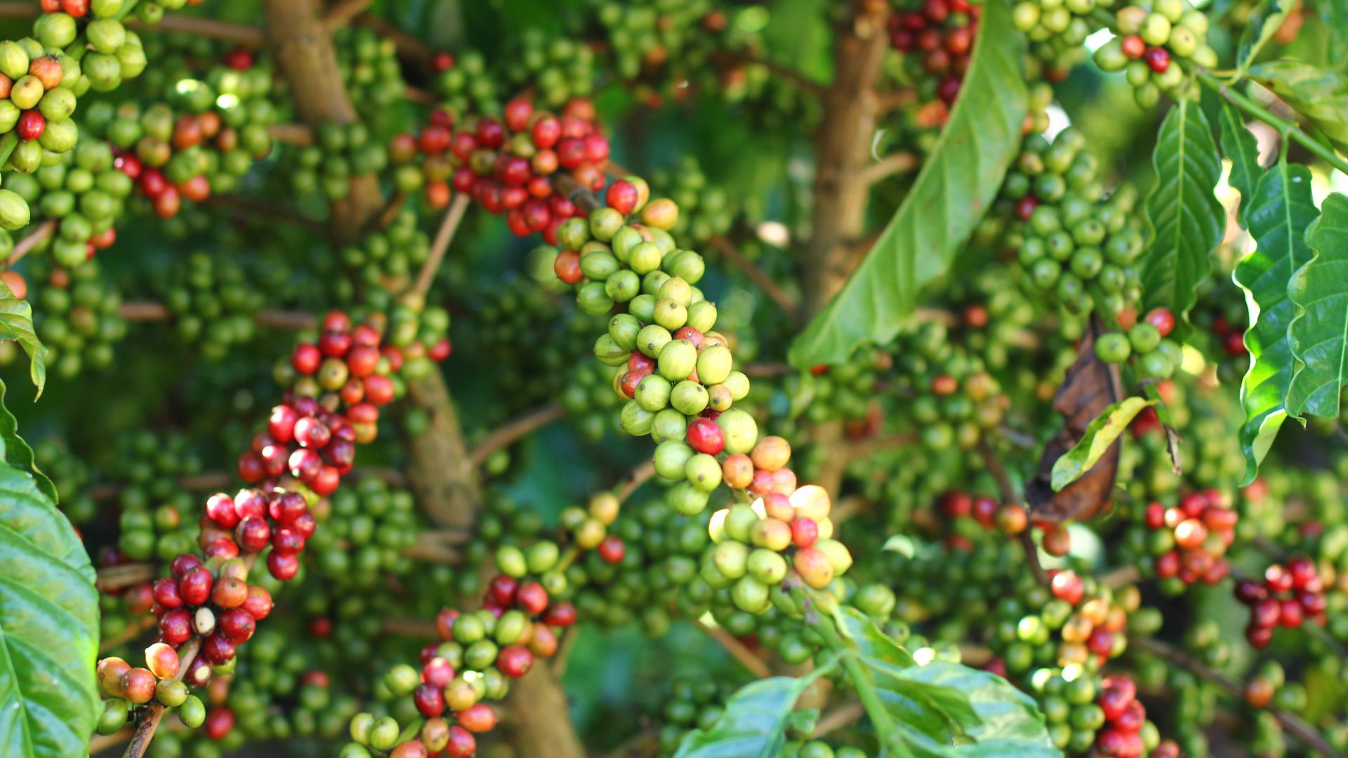 vietnamese coffee quality